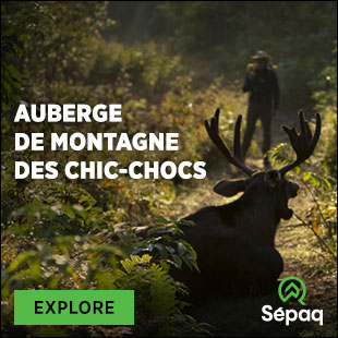 Moose at the Auberge de montagne des Chic-Chocs